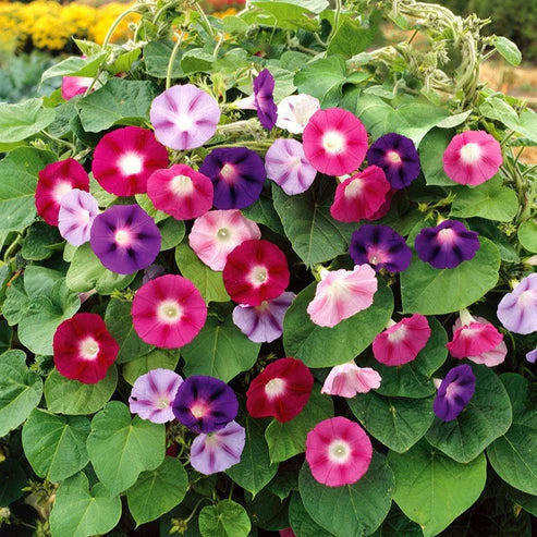 Morning Glory Tricolor Formula (1039)