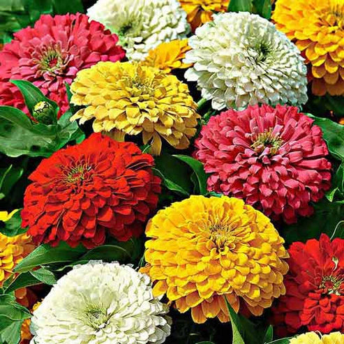 Zinnia Super Yoga Mix 20+ Seeds (1031)