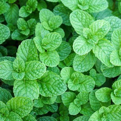 Mint Seeds 50+ Seeds