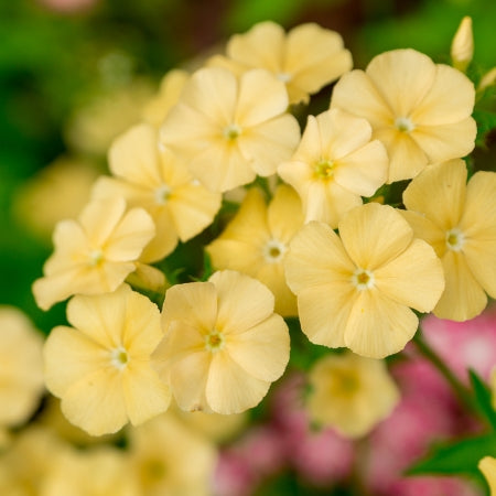 Phlox Yellow (1012) 20+ Seeds