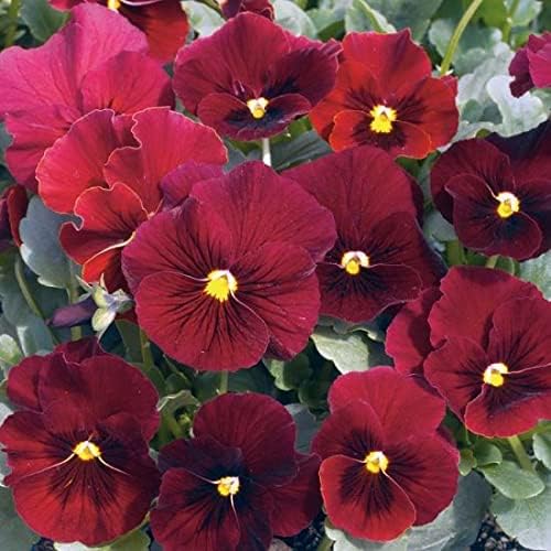 Pensy F1 Red Blotch 40+ Seeds (1034)