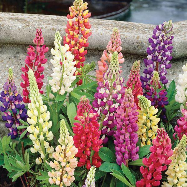 Lupins Mix (1050) 15+ Seeds