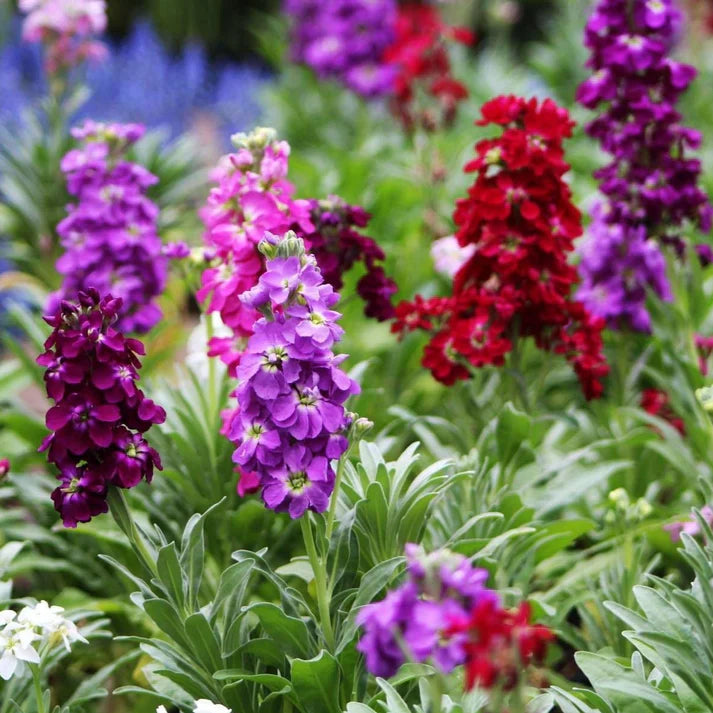 Stock Dwarf Mix (1051)