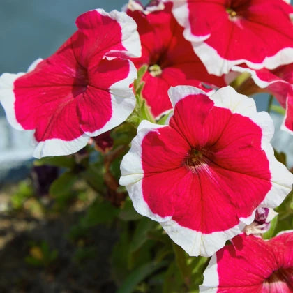 F1 Petunia Grandiflora Red picotee (1053) 40+ Seeds
