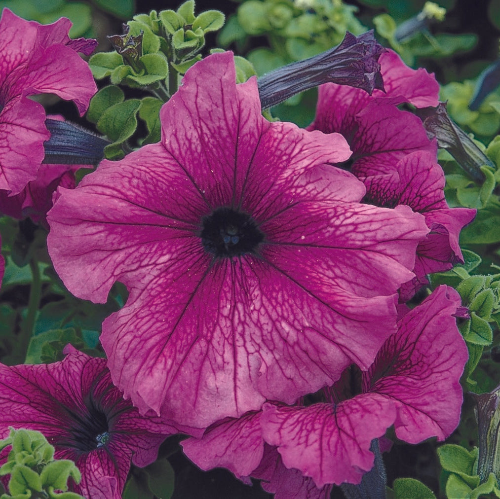 F1 Petunia Grandiflora simple violet (1058) 40+ Seeds