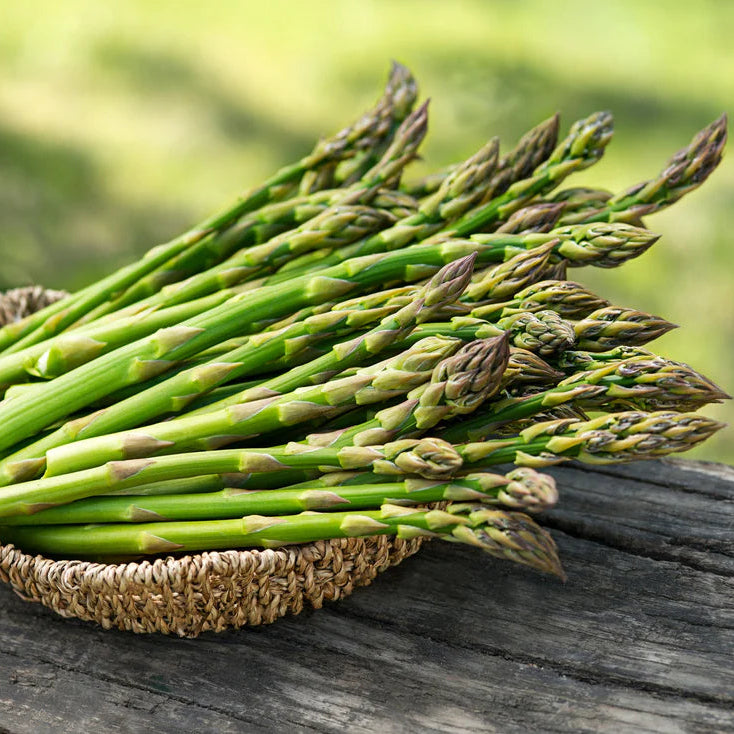 Asparagus (سفید موسلی) 10 Seeds