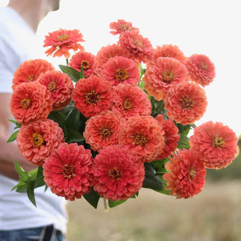 F1 Zinnia Elegans Bronze Dwarf 20 Seeds (1038)