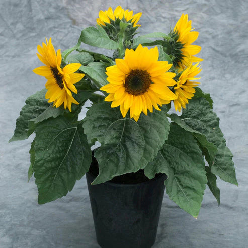 Sunflower Yellow Pygmy Dwarf 15 Seeds (1022)
