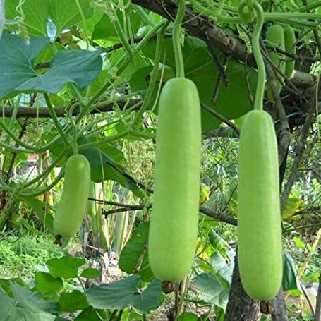 F1 Hybrid Loki (لوکی) 8 Seeds