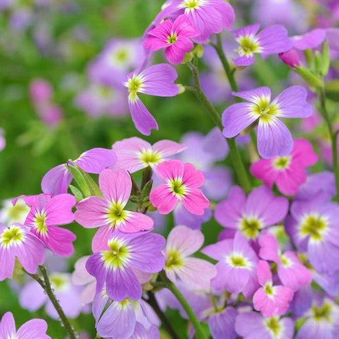 Virginian Stock Dwarf 30+ Seeds (1006)