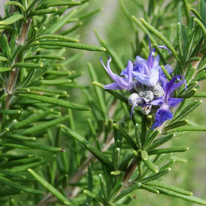Rosemary 20+ Seeds