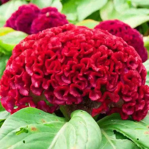 Celosia Cristata Cockscomb Cherry Red Dwarf 50+ Seeds (1002)
