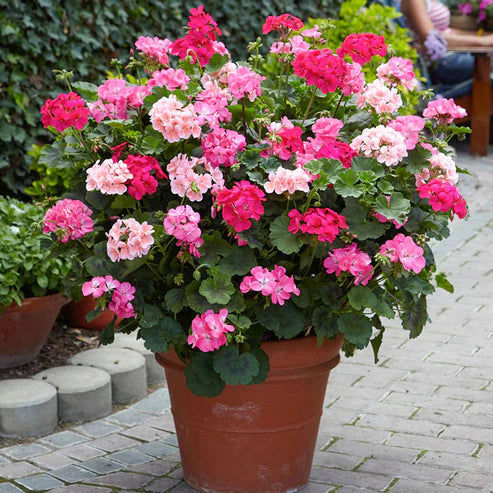 F2 Geranium Zonale Dwarf Mix 15+ Seeds (1013)