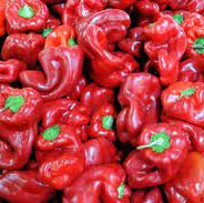 Peperone Rosso Peppers 10+ Seeds
