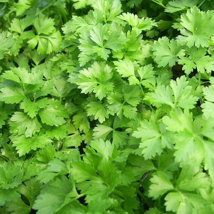 Desi Coriander 300+ Seeds