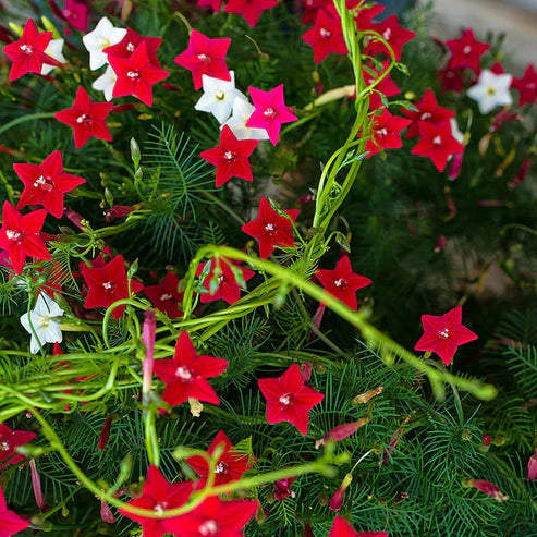 Cypress Vine 20+ Seeds (1008)