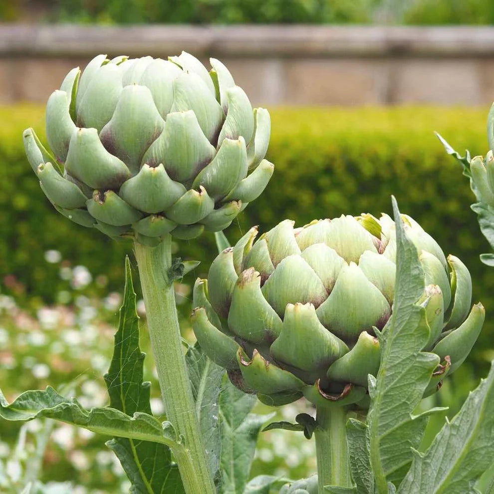 Artichoke 10+ Seeds