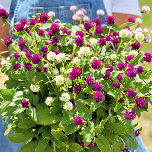 Gomphrena Tall Mix 20+ Seeds