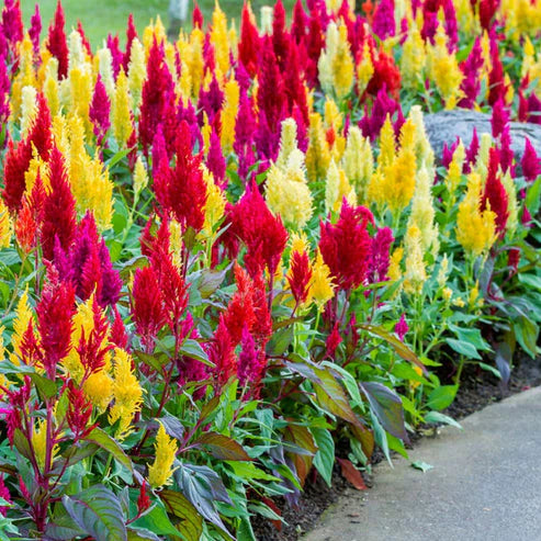 Celosia Pulmosa Tall Mix 50+ Seeds (1005)