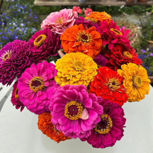 Zinnia California Giants Mix 20+ Seeds (1032)