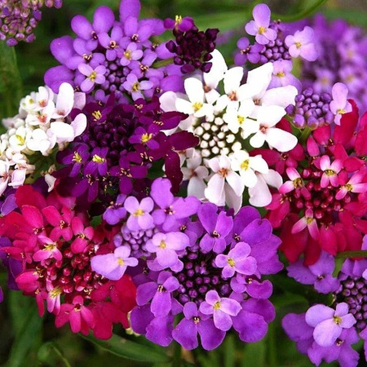 Candytuft iberis fairy mix (1008) 30+ Seeds