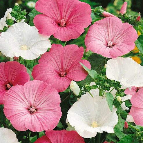 Lavatera Trimestris Mix 30+ Seeds (1011)