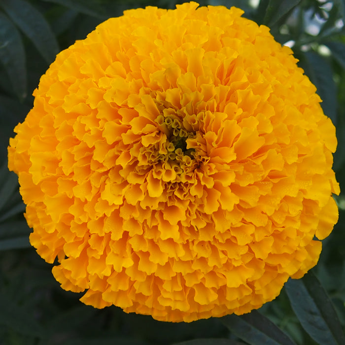F1 Marigold Orange (1060) 15+ Seeds