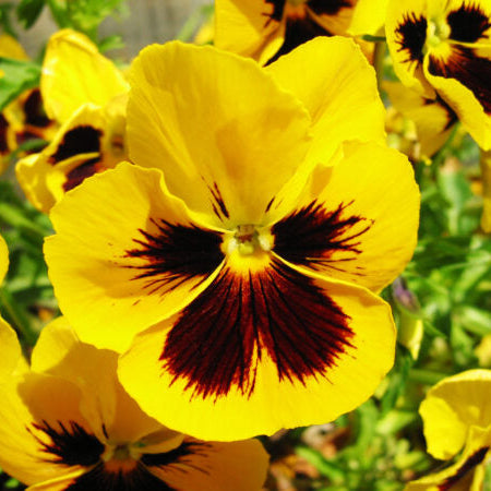 Pensy F1 Yellow Blotch 40+ Seeds (1033)