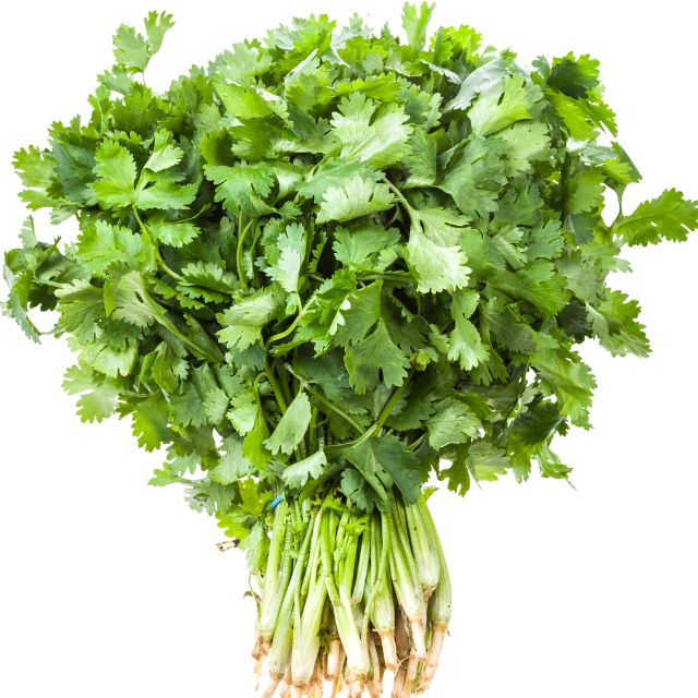 F1 Hybrid coriander (دھنیہ) 150+ Seeds