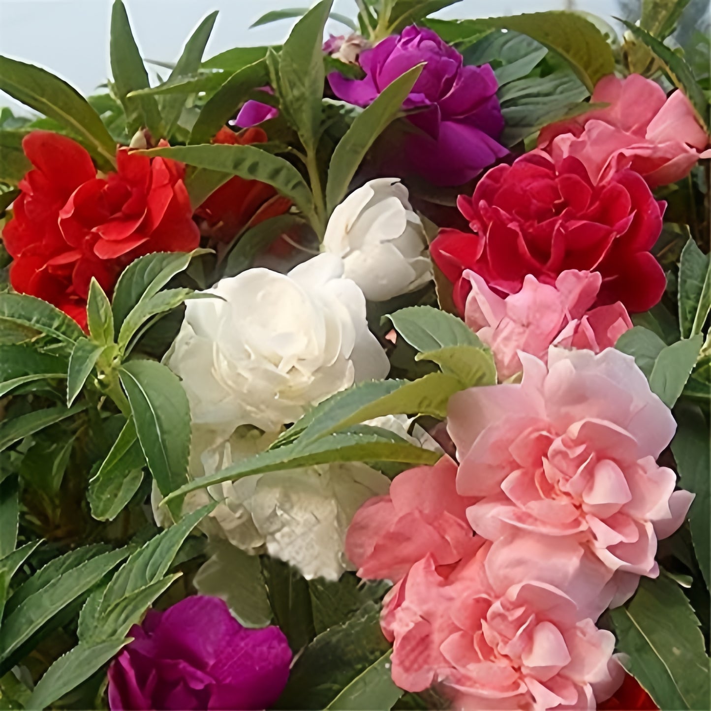 Impatiens Balsam Camelia 20+ Seeds