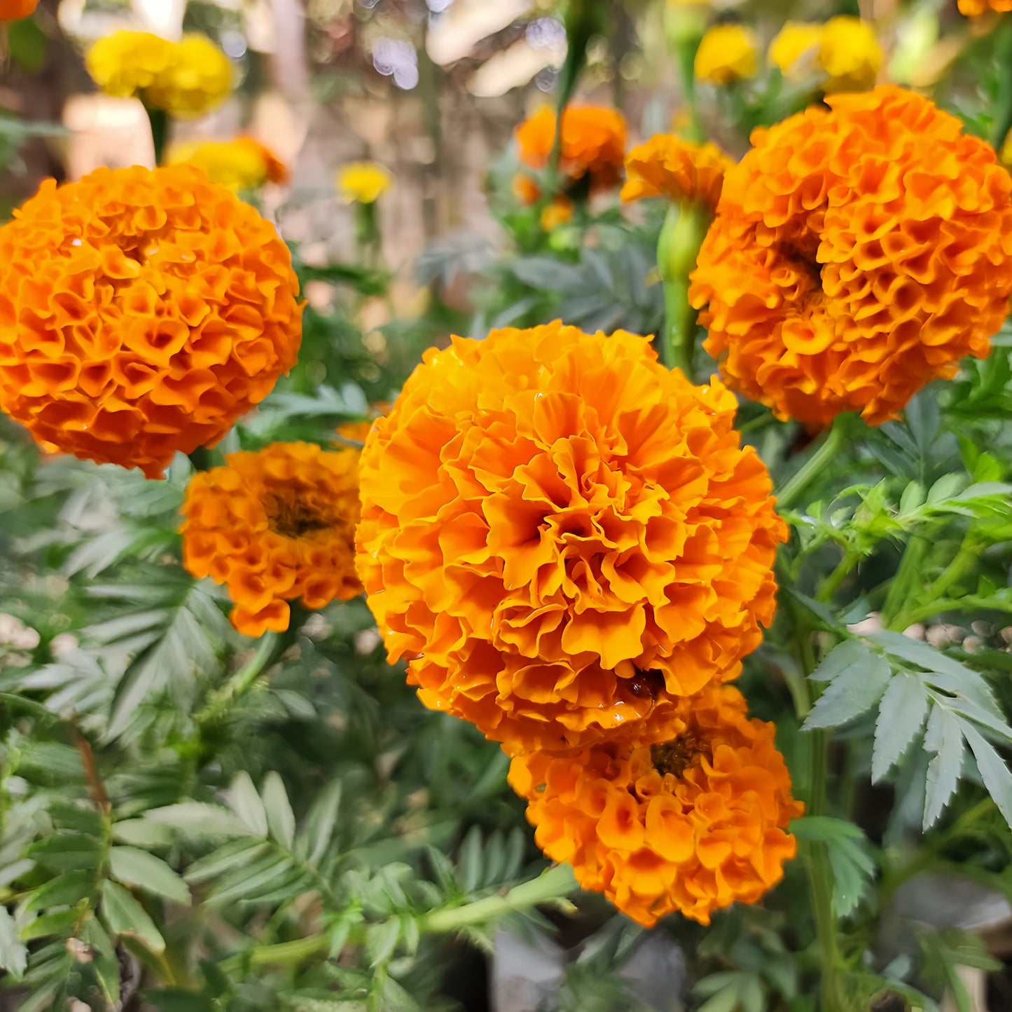 African Marigold (1062)