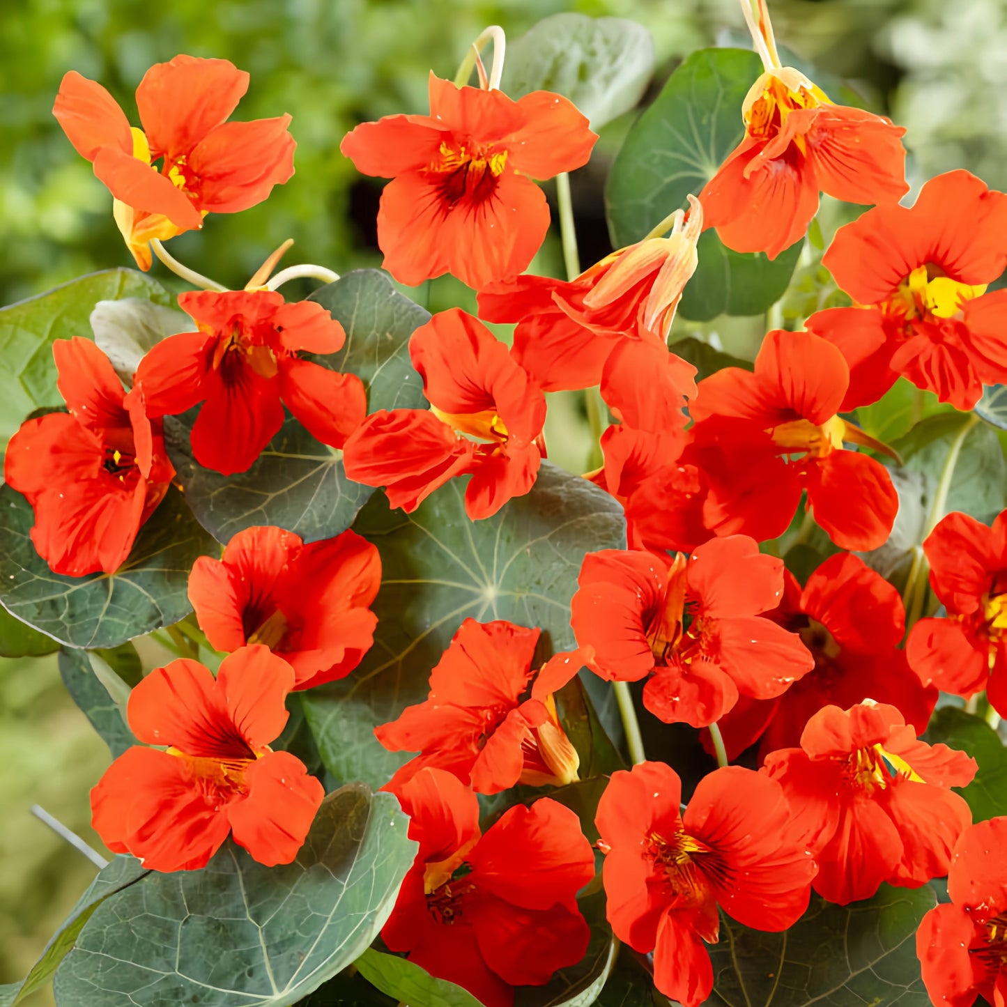 Nasturtiam Empress of India (1016) 50+ Seeds