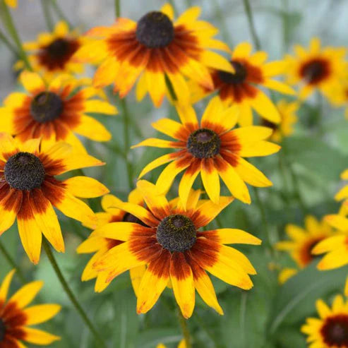Rudbeckia Gloriosa Daisies Mix 50+ Seeds (1030)
