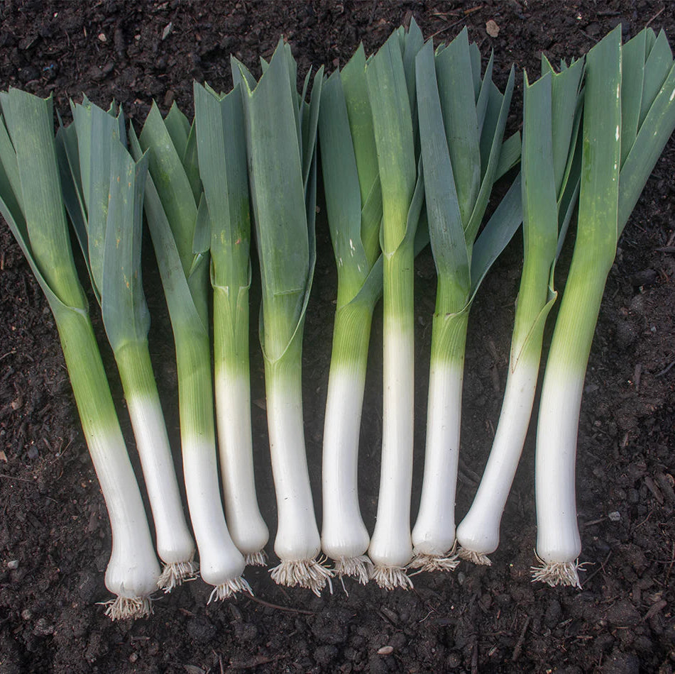 Leeks 30+ Seeds