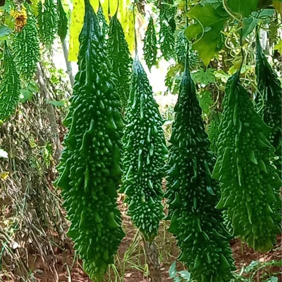F1 Hybrid Paale Bitter Gourd (پالی کریلا) 7 Seeds