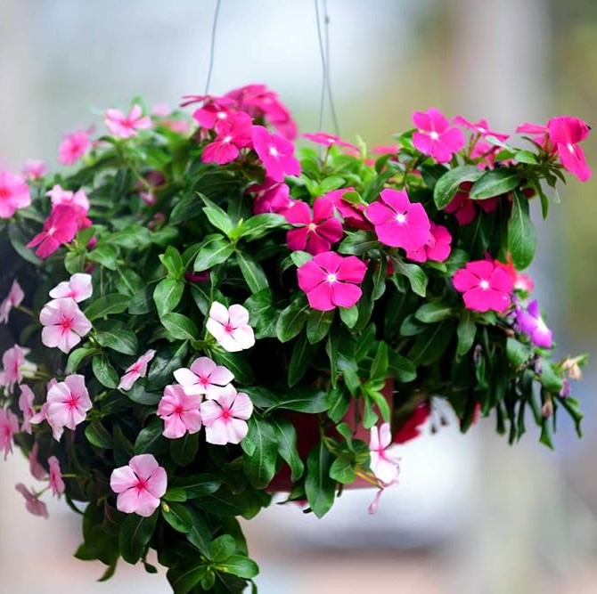 Vinca Dwarf Deep Rose 20 seeds