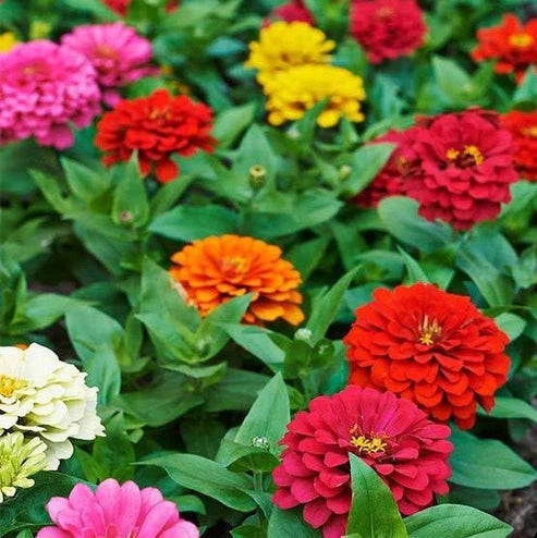 Zinnia Elegans Dahlia Mix 20+ Seeds (1014)