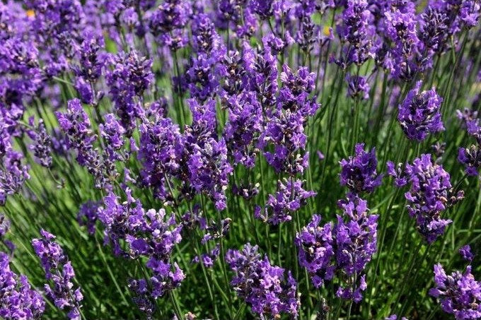 Lavender Seeds ( Herbs Seeds )