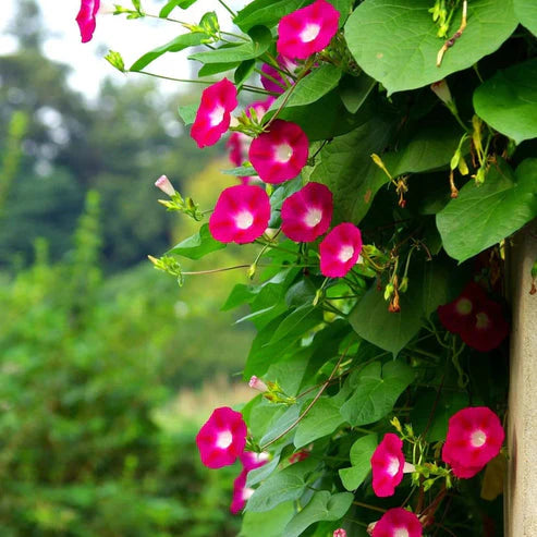 Morning Glory Scarlett O’Hara 15 Seeds (1025)