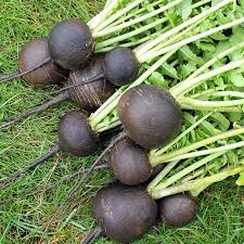 Black Radish 30+ Seeds