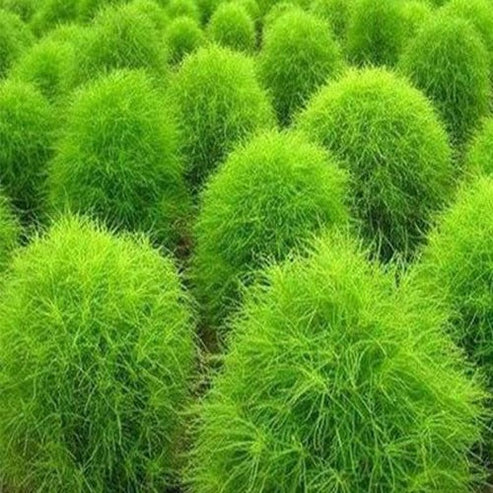 kochia plant indoor or outdoor Kochia Bush 30+ Seeds – Awan Garden