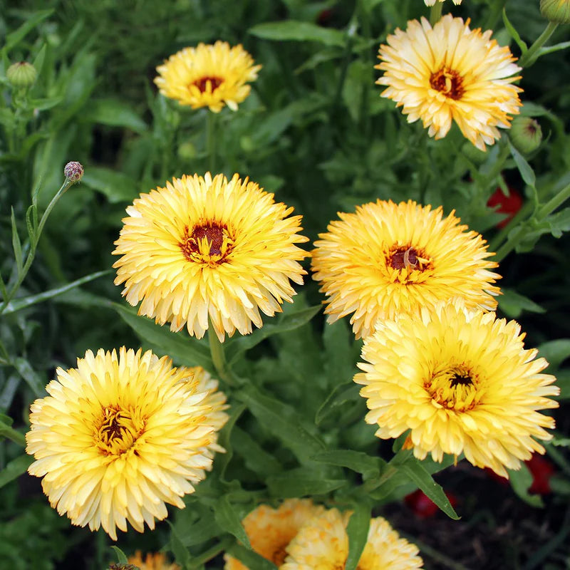 Calendula Apricot Beauty (1006)