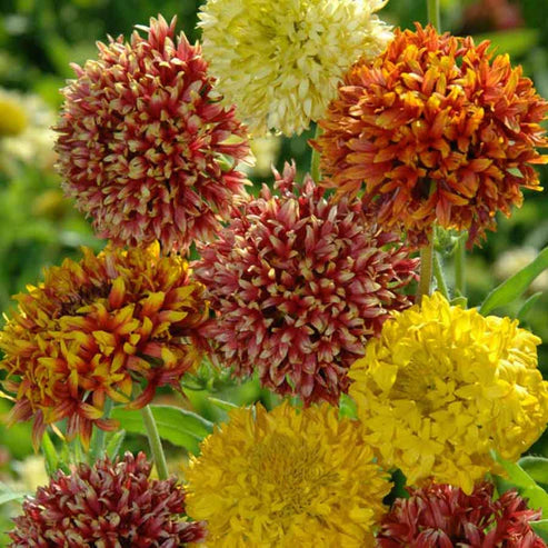 Gaillardia Double Mix 20+ Seeds (1020)