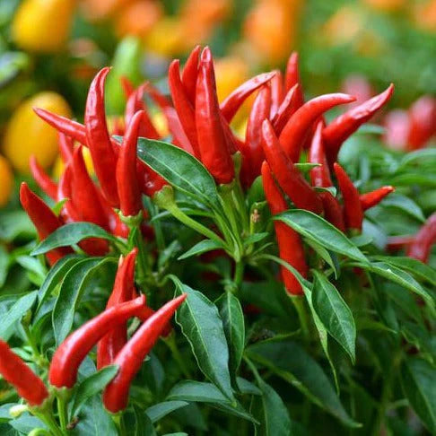 F1 Hybrid Skyline Chili Seeds 15 Seeds