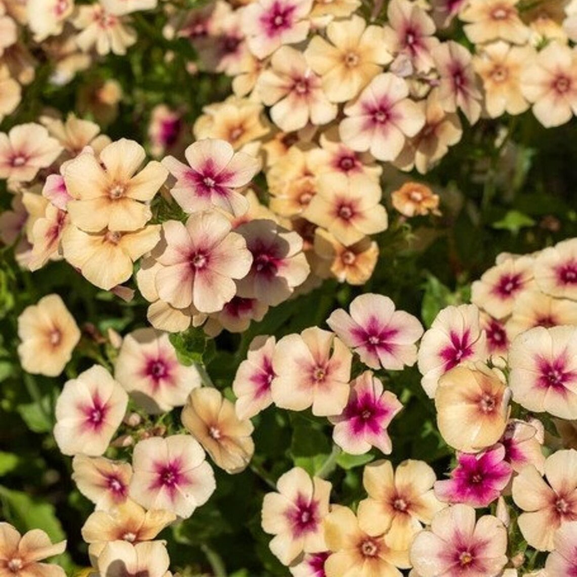 Phlox caramel (1011) 20+ Seeds
