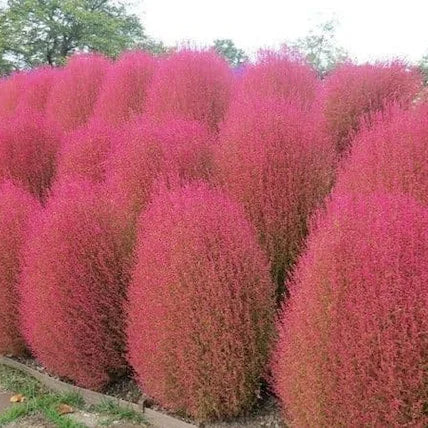 kochia Red (1009)