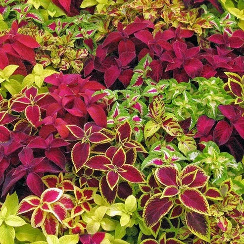 Coleus Rainbow Mix 50+ Seeds (1007)