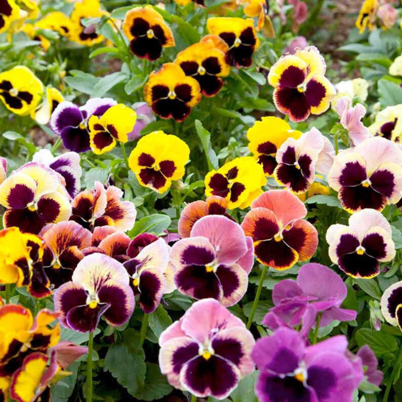 Pensy Giants Mix (1031)