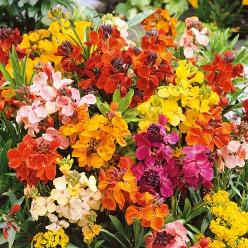 Cheiranthus Tom Thumb Dwarf Mix 30+ Seeds (1018)
