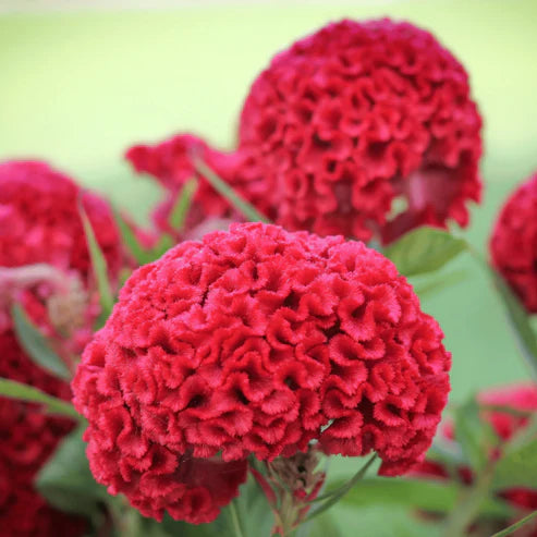 Celosia Cristata Cockscomb Cherry Red Dwarf 50+ Seeds (1002)